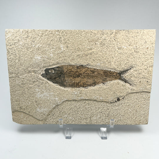 Fish Fossil