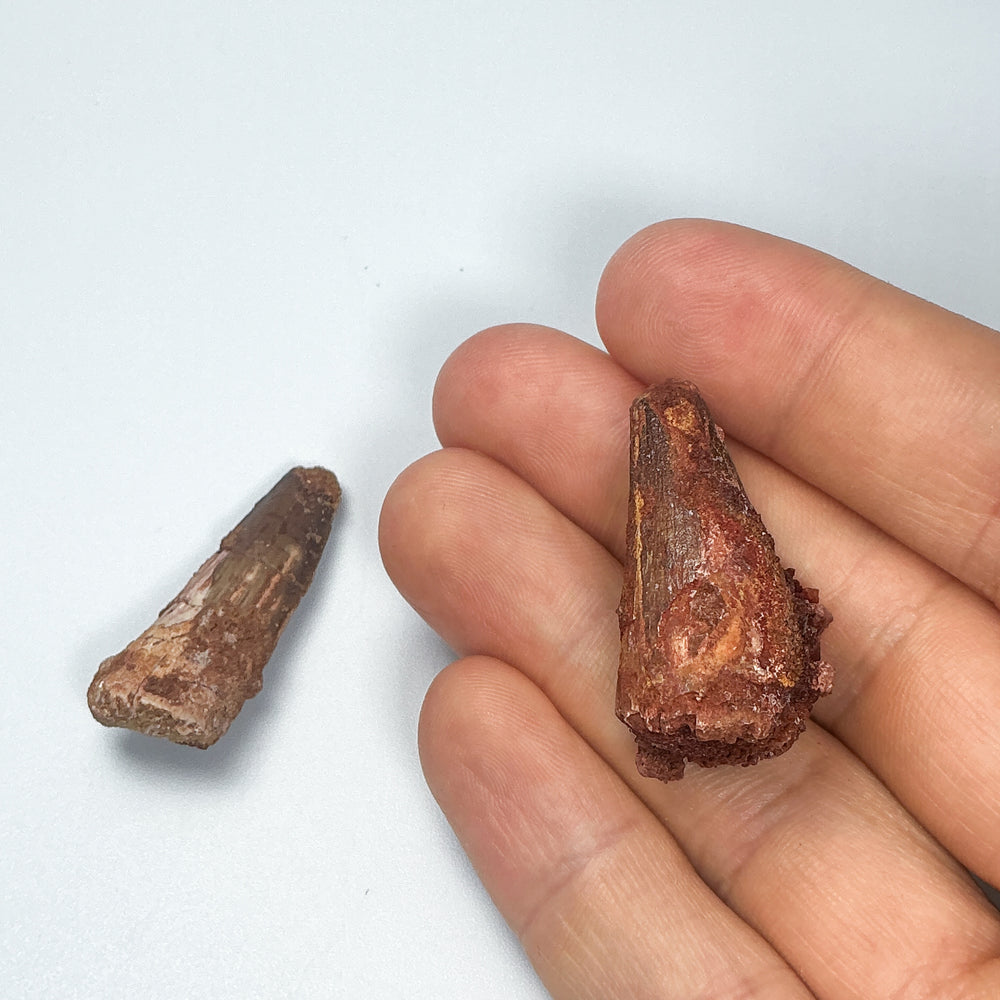 Fossilized Spinosaurus Tooth Specimen