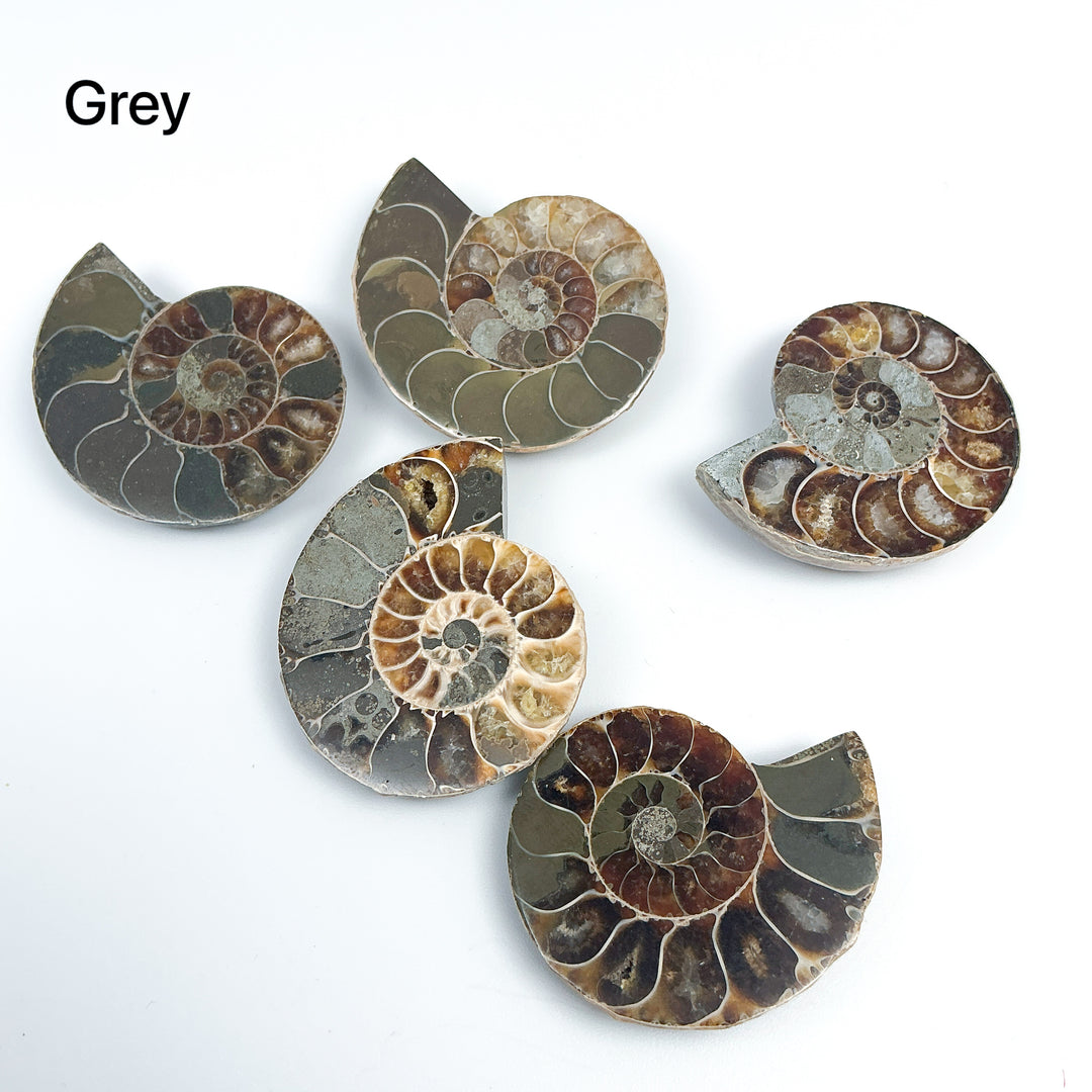 Chambered Ammonite - Rocks and Gems Canada