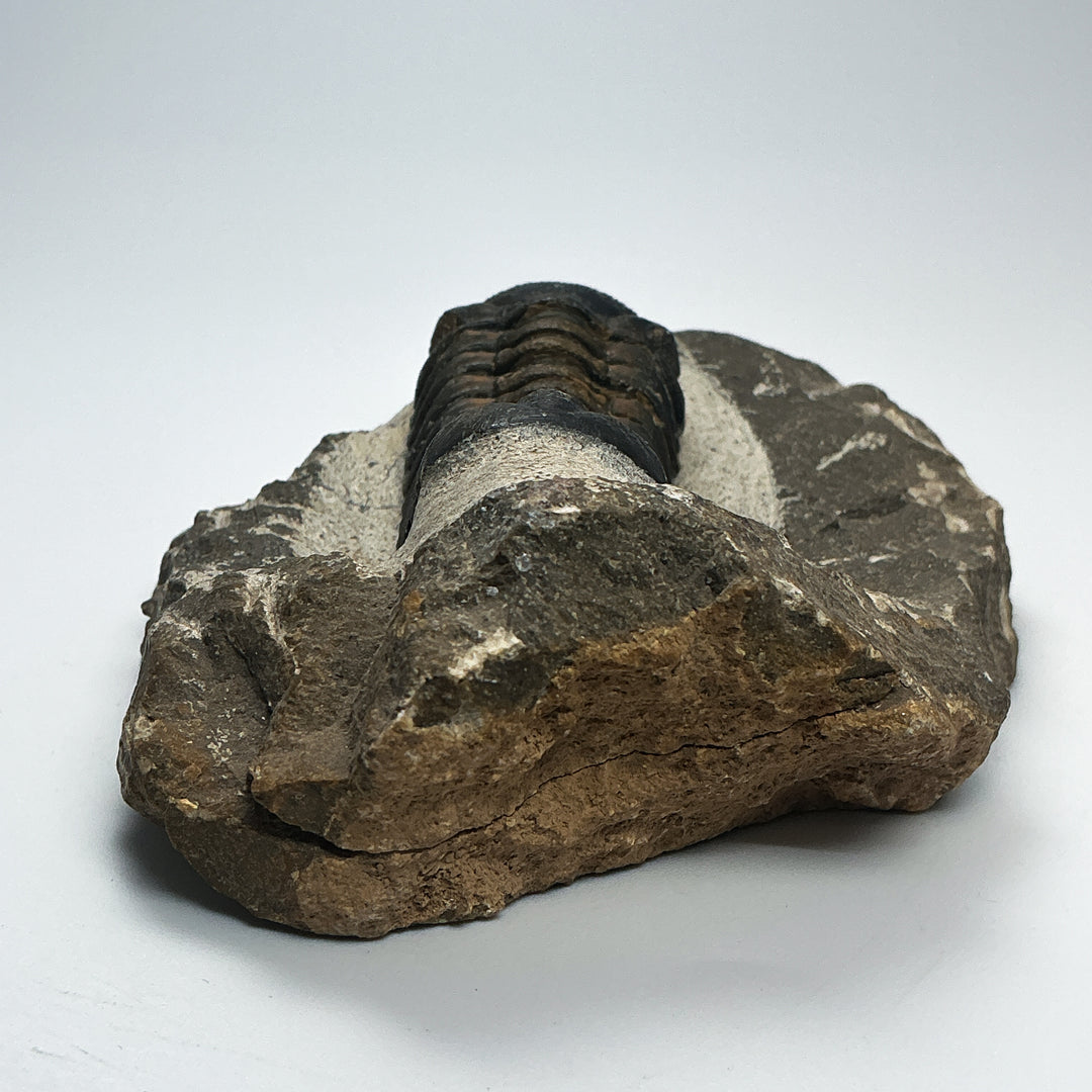 Trilobite Drotops Fossil