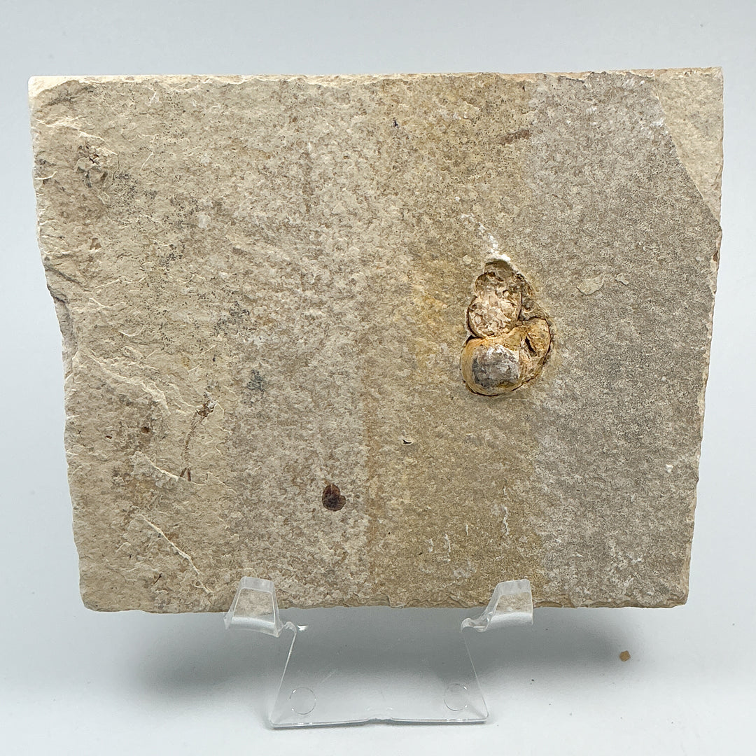 Fish Fossil