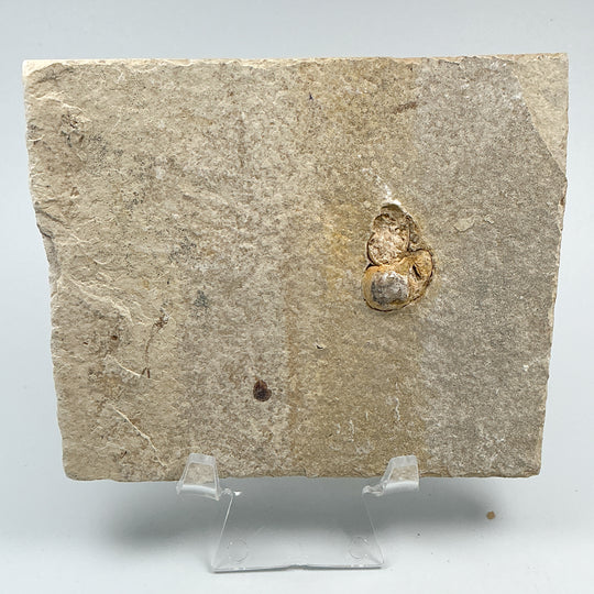 Fish Fossil