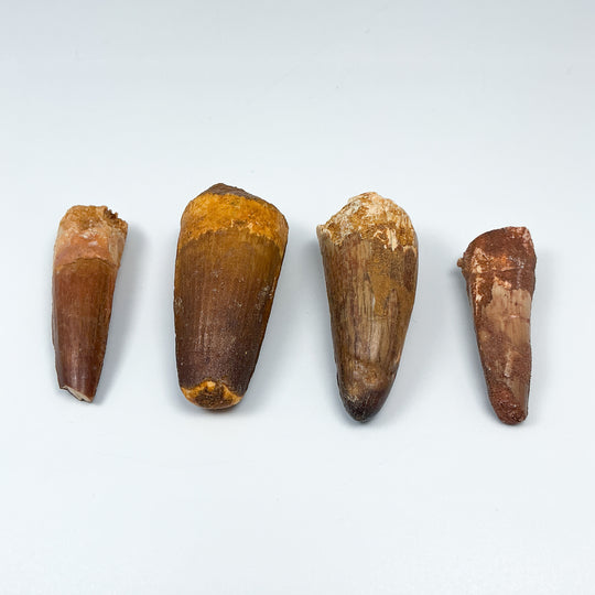 Fossilized Spinosaurus Tooth Specimen