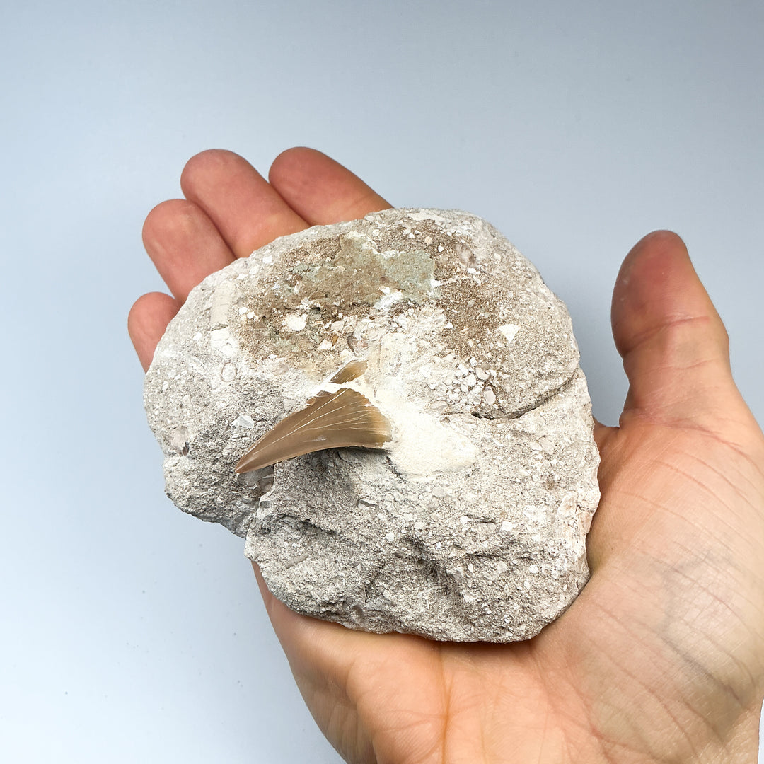 Fossilized Otodus/Lamna Shark Tooth Specimen in Matrix - Rocks and Gems Canada