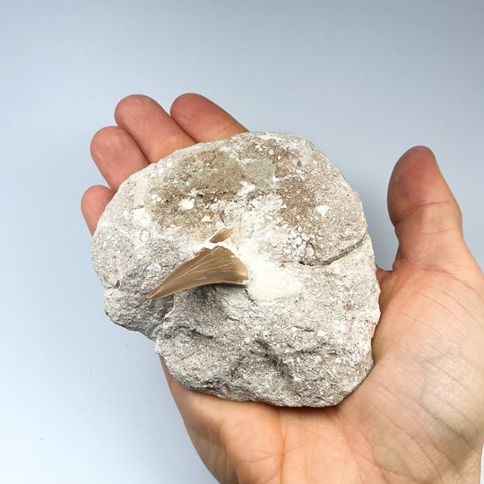 Fossilized Otodus/Lamna Shark Tooth Specimen in Matrix - Rocks and Gems Canada