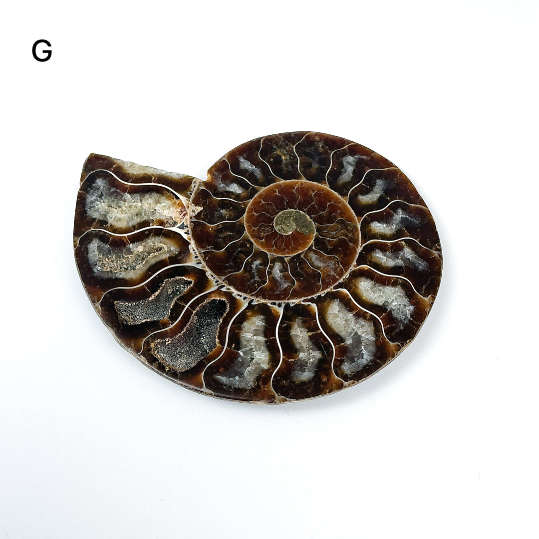 Chambered Ammonite - Rocks and Gems Canada