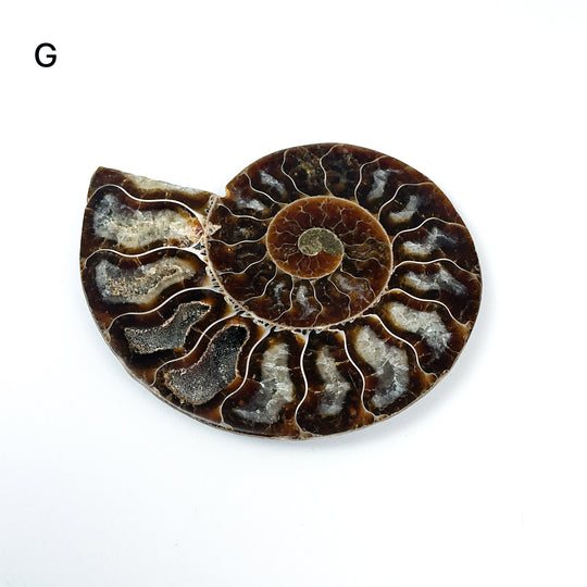 Chambered Ammonite - Rocks and Gems Canada