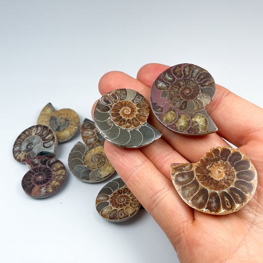 Chambered Ammonite - Rocks and Gems Canada