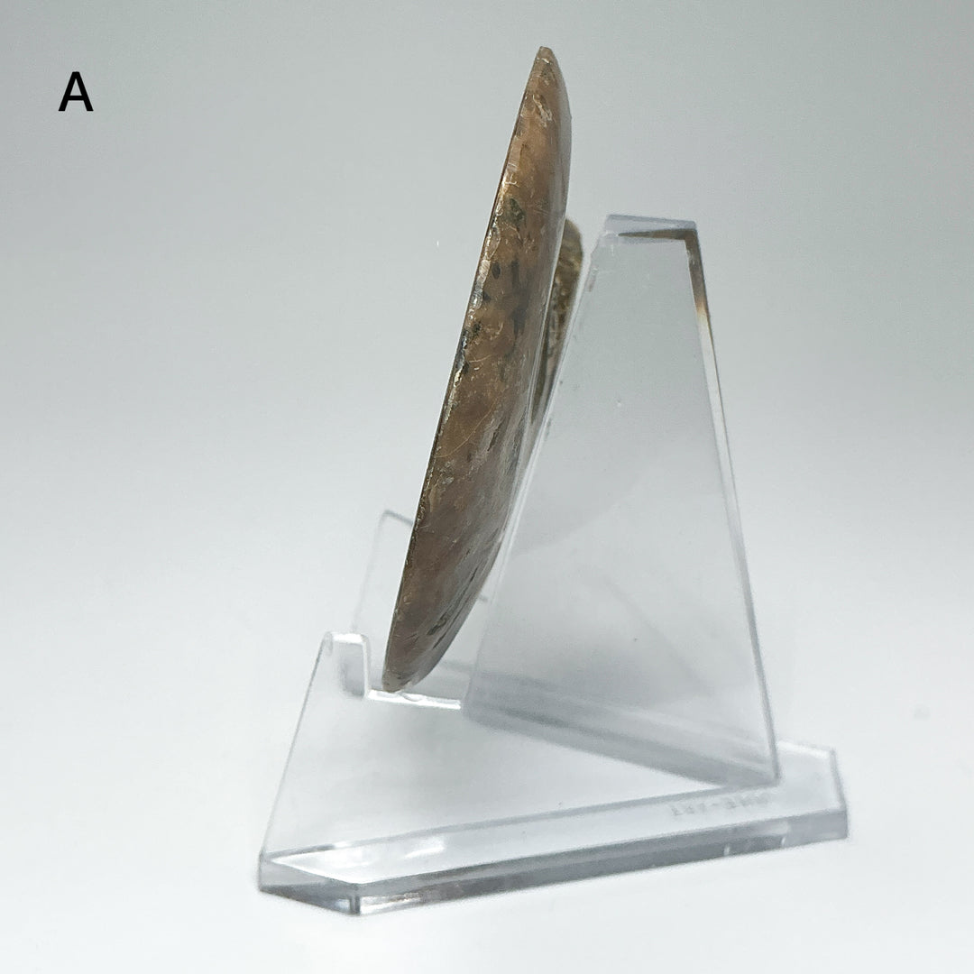 Chambered Ammonite
