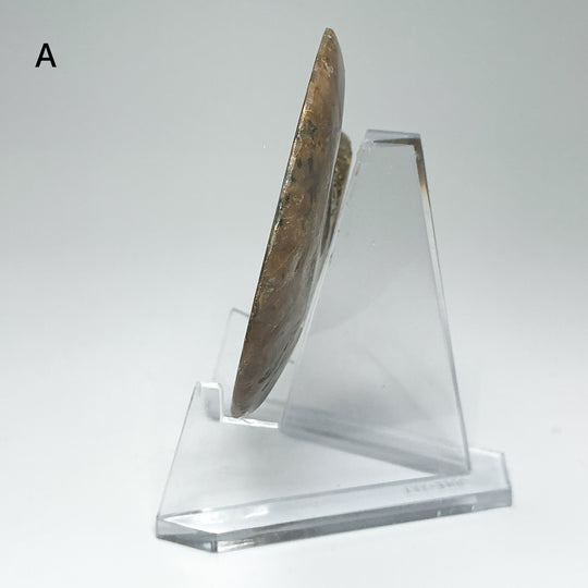 Chambered Ammonite