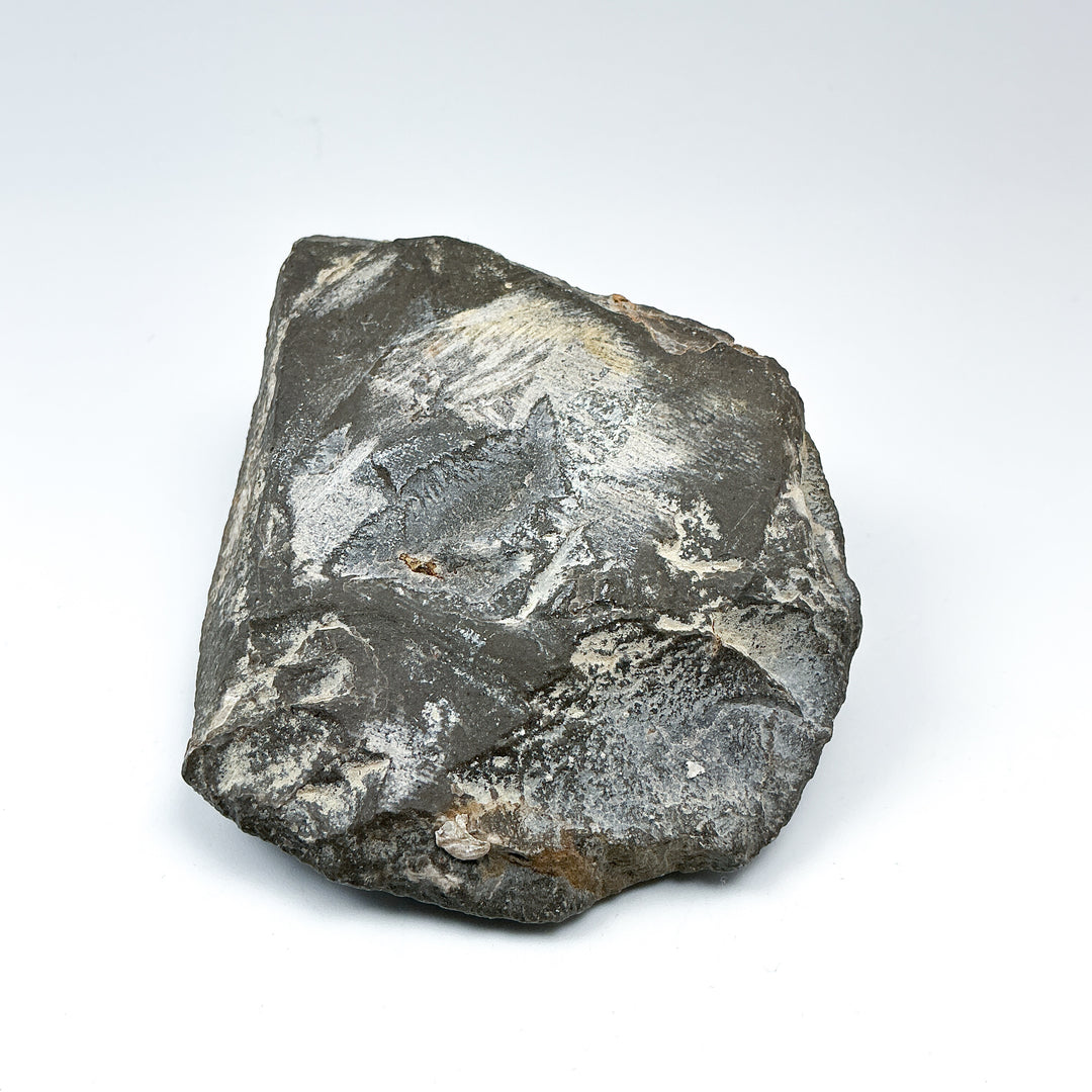 Trilobite Cornuproetus Fossil - Rocks and Gems Canada