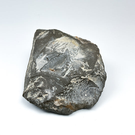 Trilobite Cornuproetus Fossil - Rocks and Gems Canada