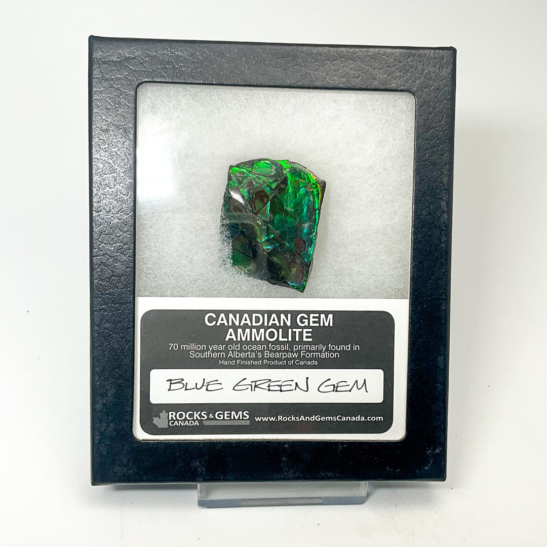 Ammolite Gem Display Box - Rocks and Gems Canada