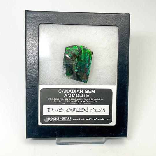 Ammolite Gem Display Box - Rocks and Gems Canada