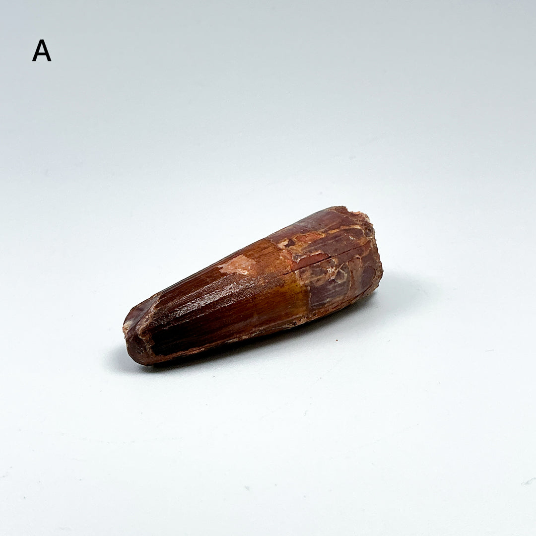 Fossilized Spinosaurus Tooth Specimen