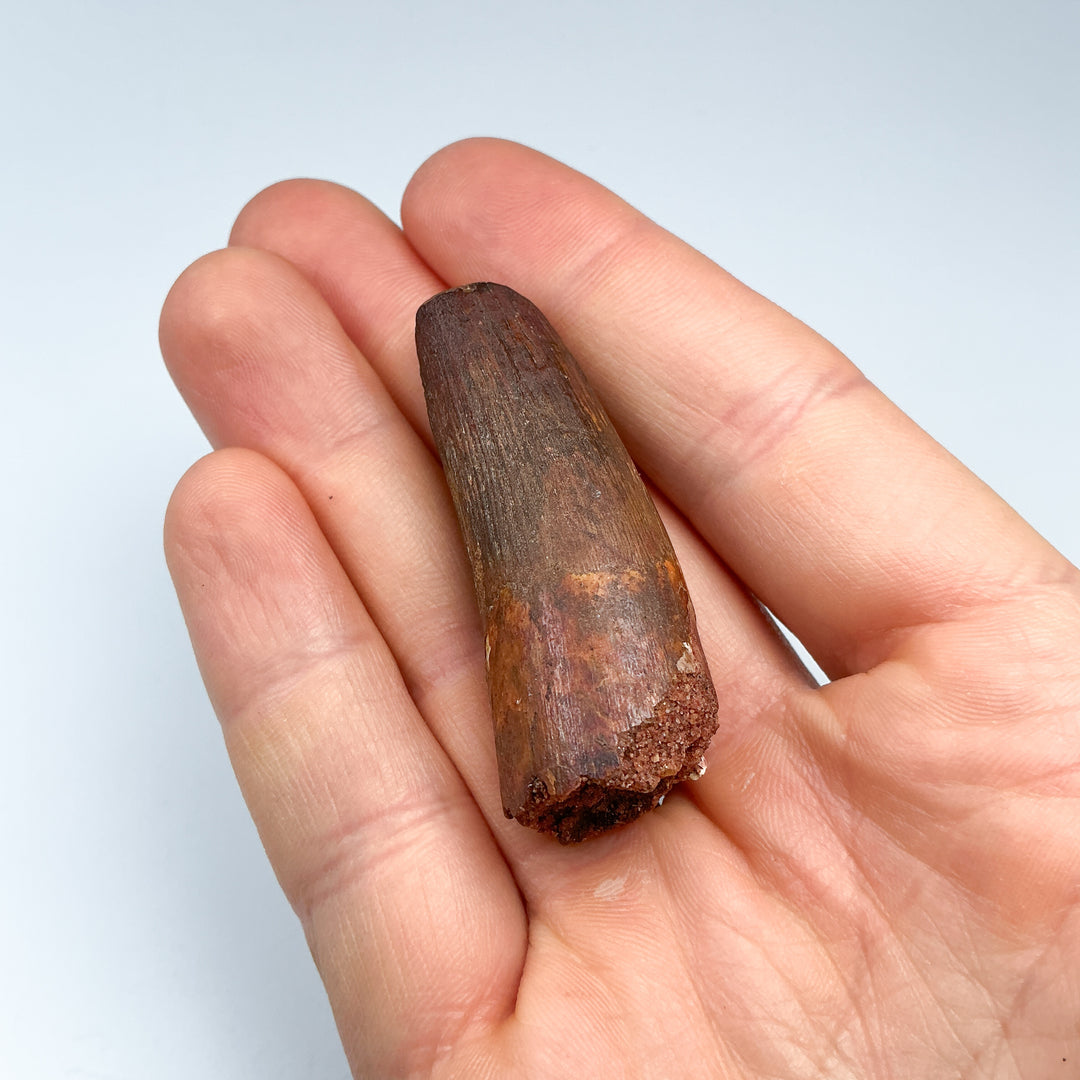 Fossilized Spinosaurus Tooth Specimen