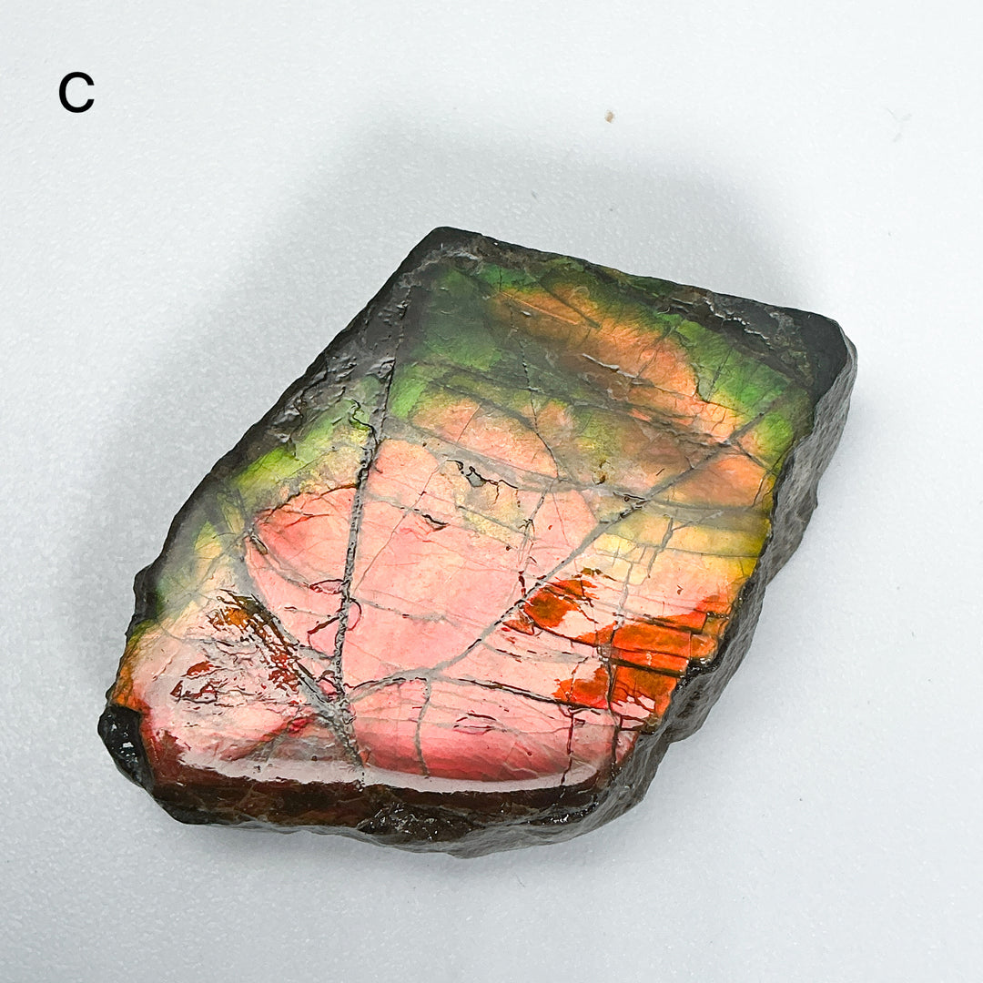 Ammolite Specimen