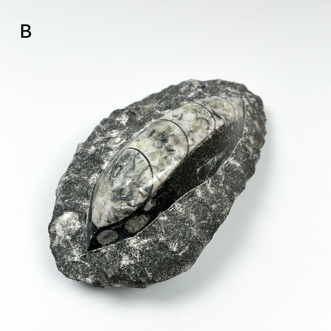 Polished Orthoceras Fossil in Matrix