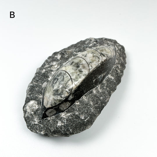 Polished Orthoceras Fossil in Matrix