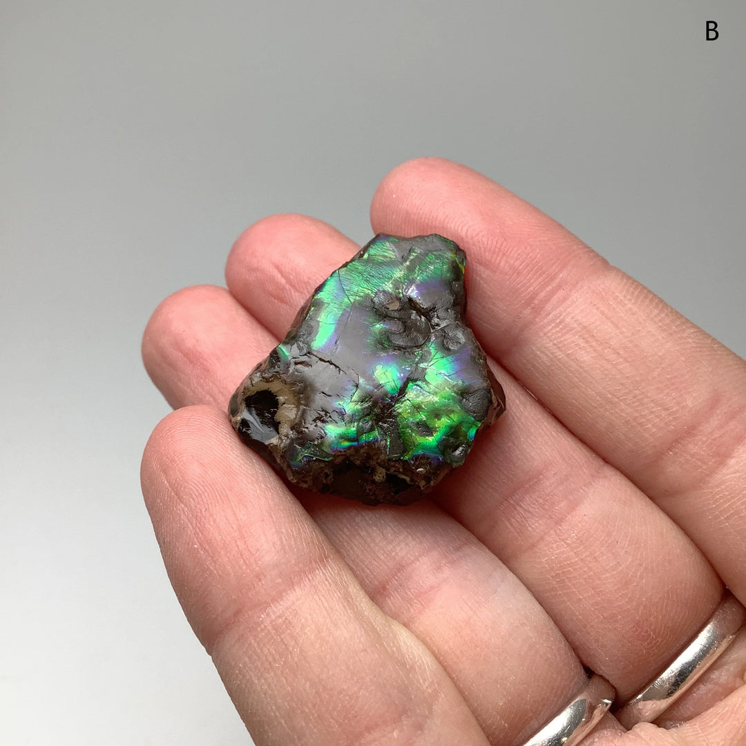 Ammolite Specimen - Rocks and Gems Canada