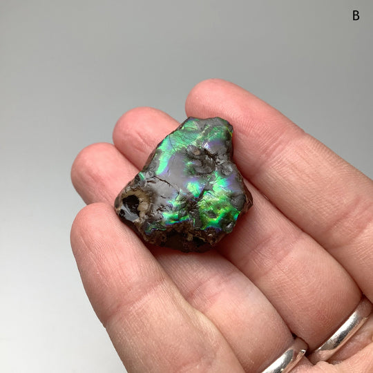 Ammolite Specimen - Rocks and Gems Canada