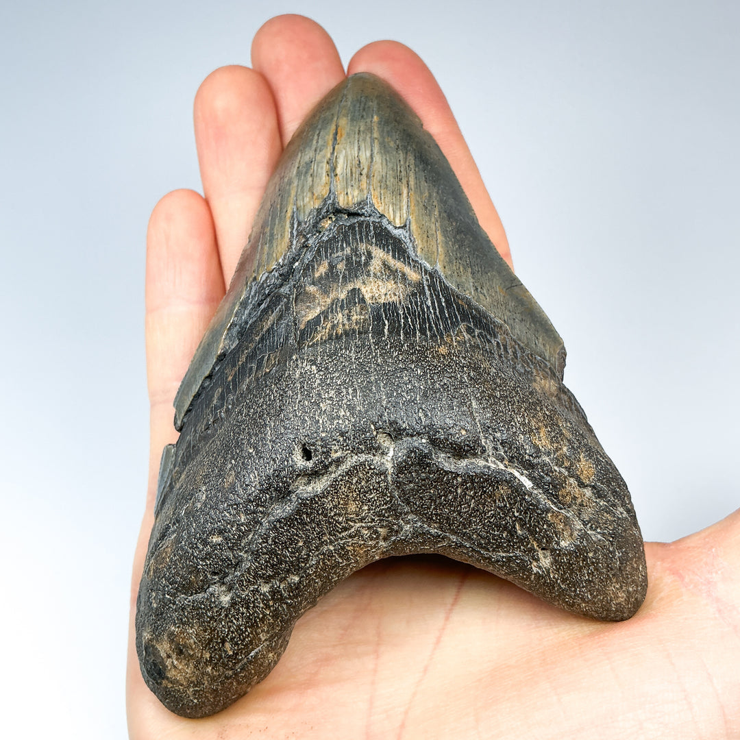 Fossilized Shark Tooth Specimen: Carcharodon Megalodon - Rocks and Gems Canada