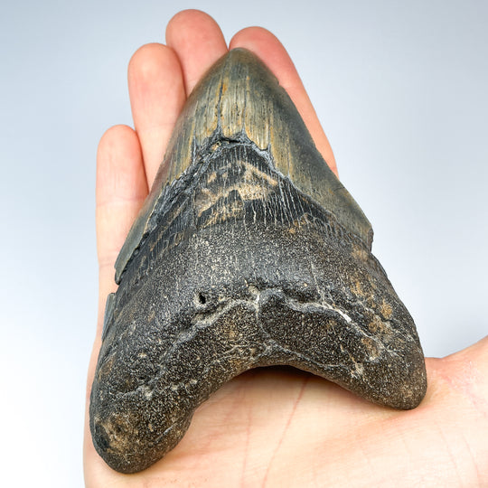 Fossilized Shark Tooth Specimen: Carcharodon Megalodon - Rocks and Gems Canada