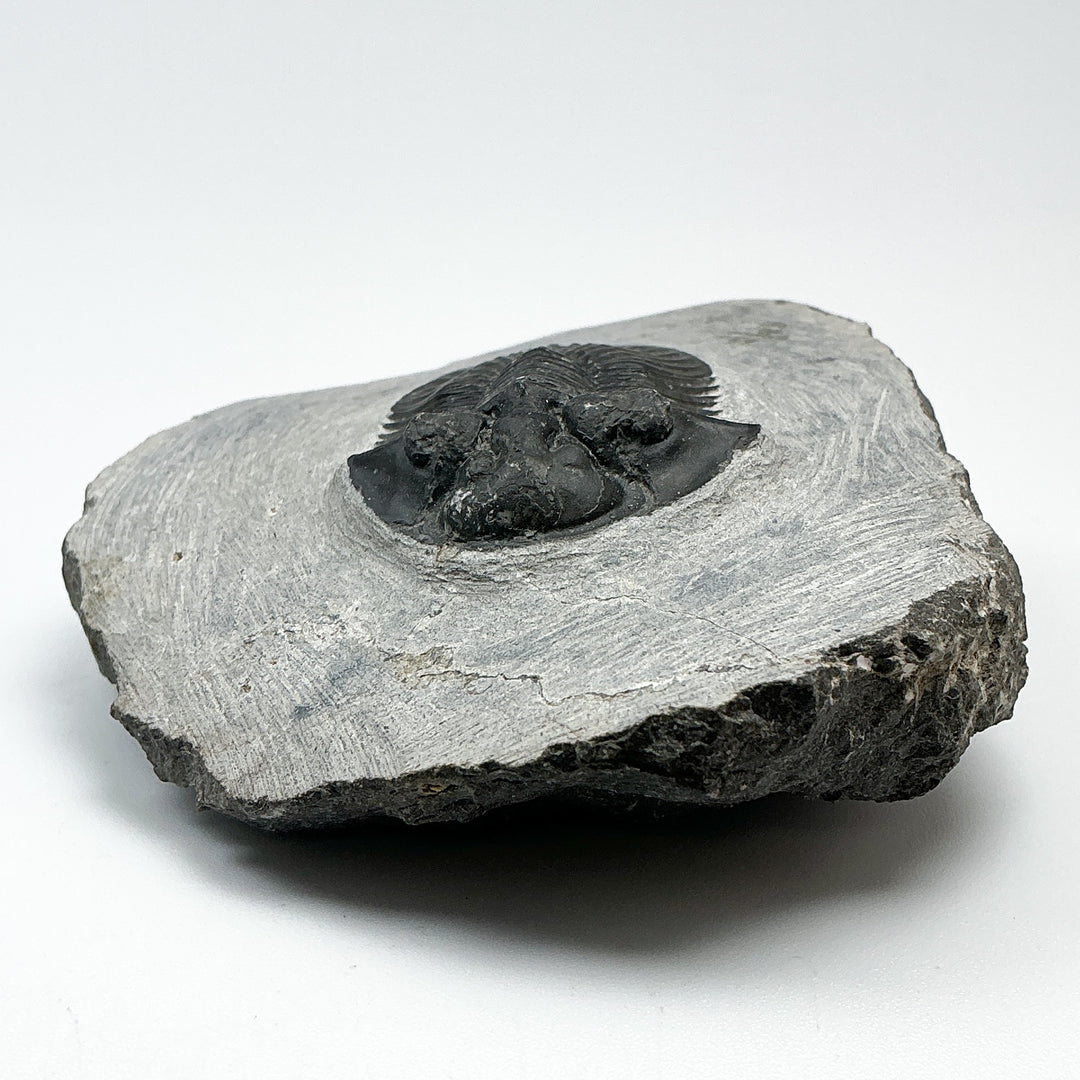 Trilobite Scutellum Fossil