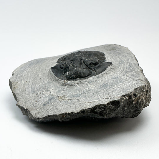 Trilobite Scutellum Fossil
