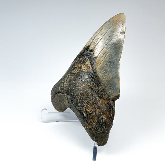 Fossilized Shark Tooth Specimen: Carcharodon Megalodon - Rocks and Gems Canada