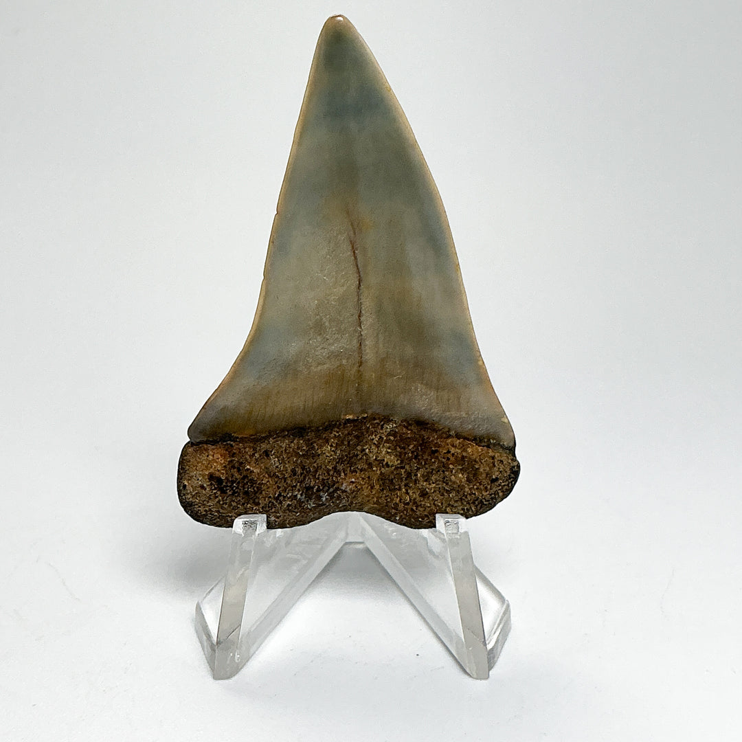 Fossilized Shark Tooth Specimen: Extinct Great White Shark