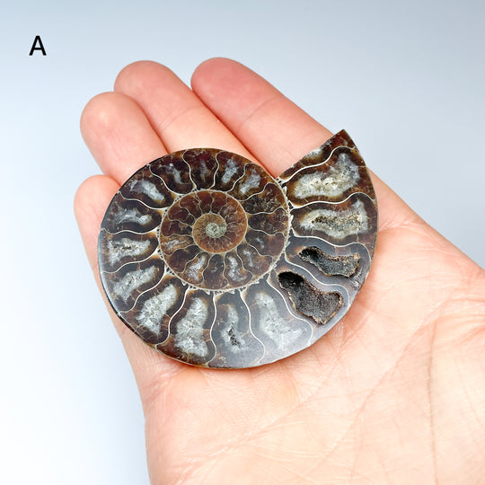 Chambered Ammonite - Rocks and Gems Canada