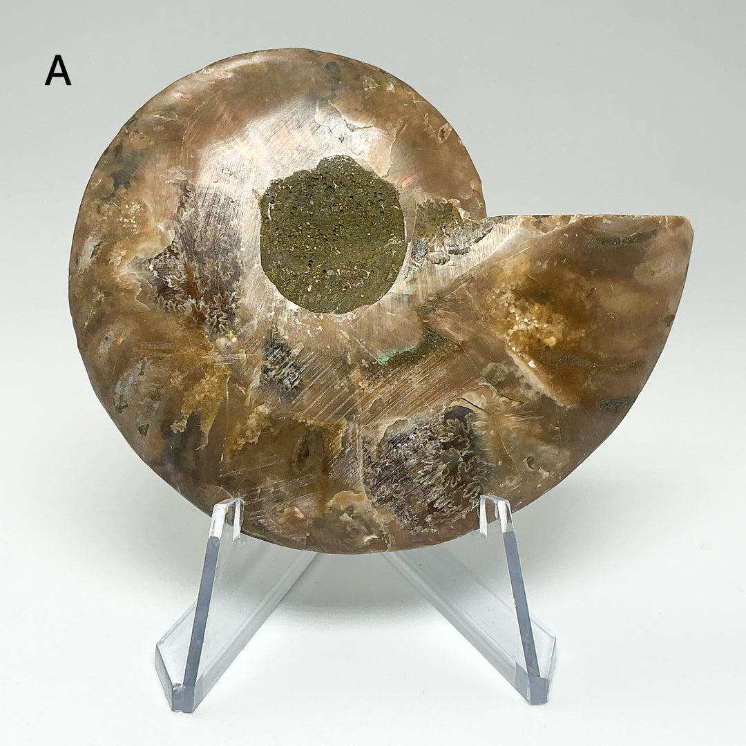 Chambered Ammonite