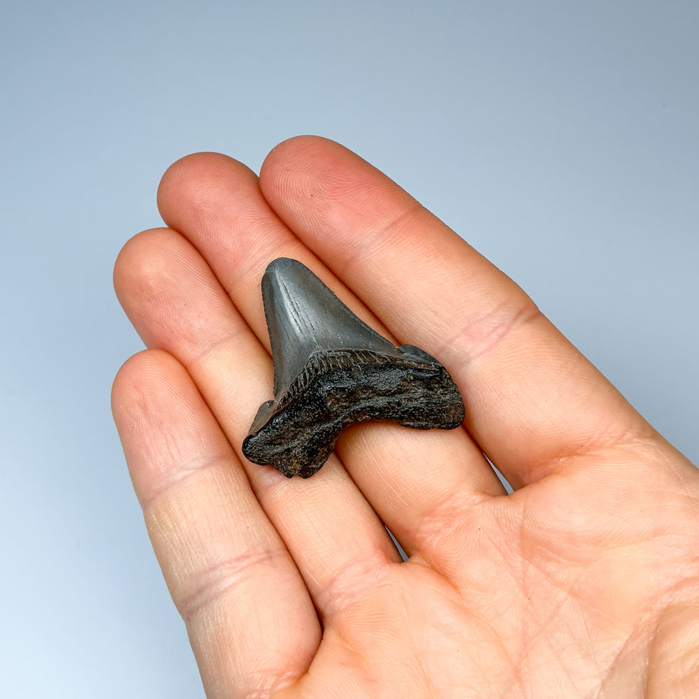 Fossilized Shark Tooth Specimen: Early Megalodon