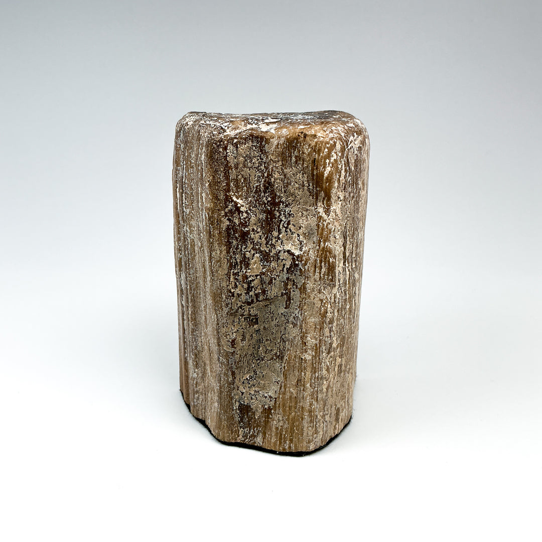 Petrified Wood Stand Up