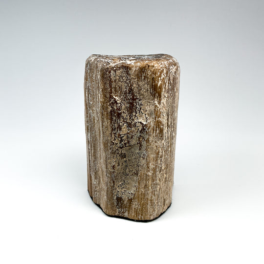 Petrified Wood Stand Up
