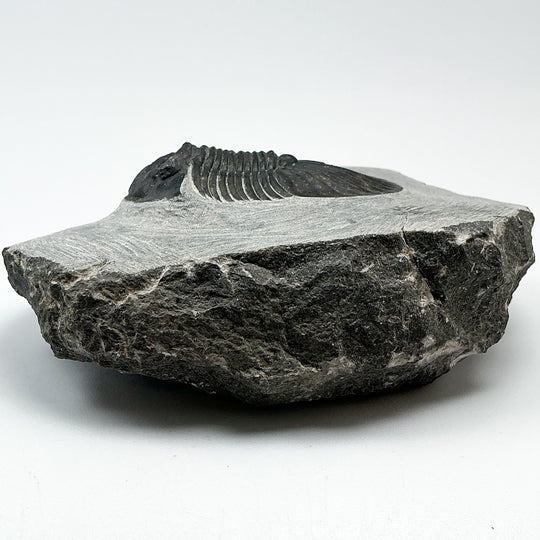 Trilobite Scutellum Fossil