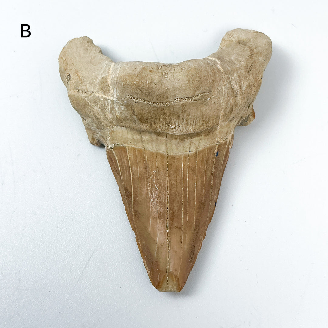 Fossilized Otodus/Lamna Shark Tooth Specimen