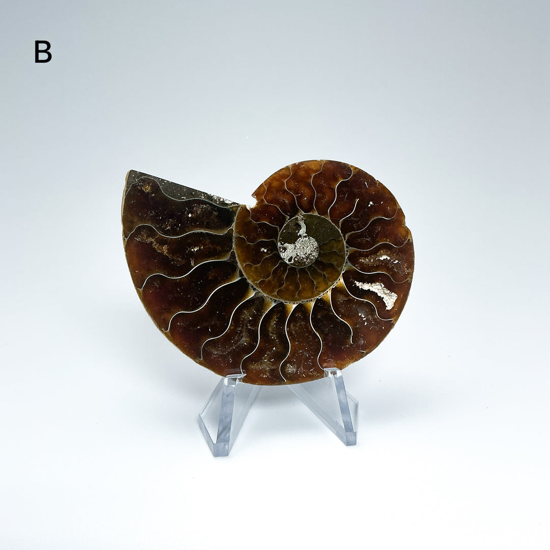 Chambered Ammonite
