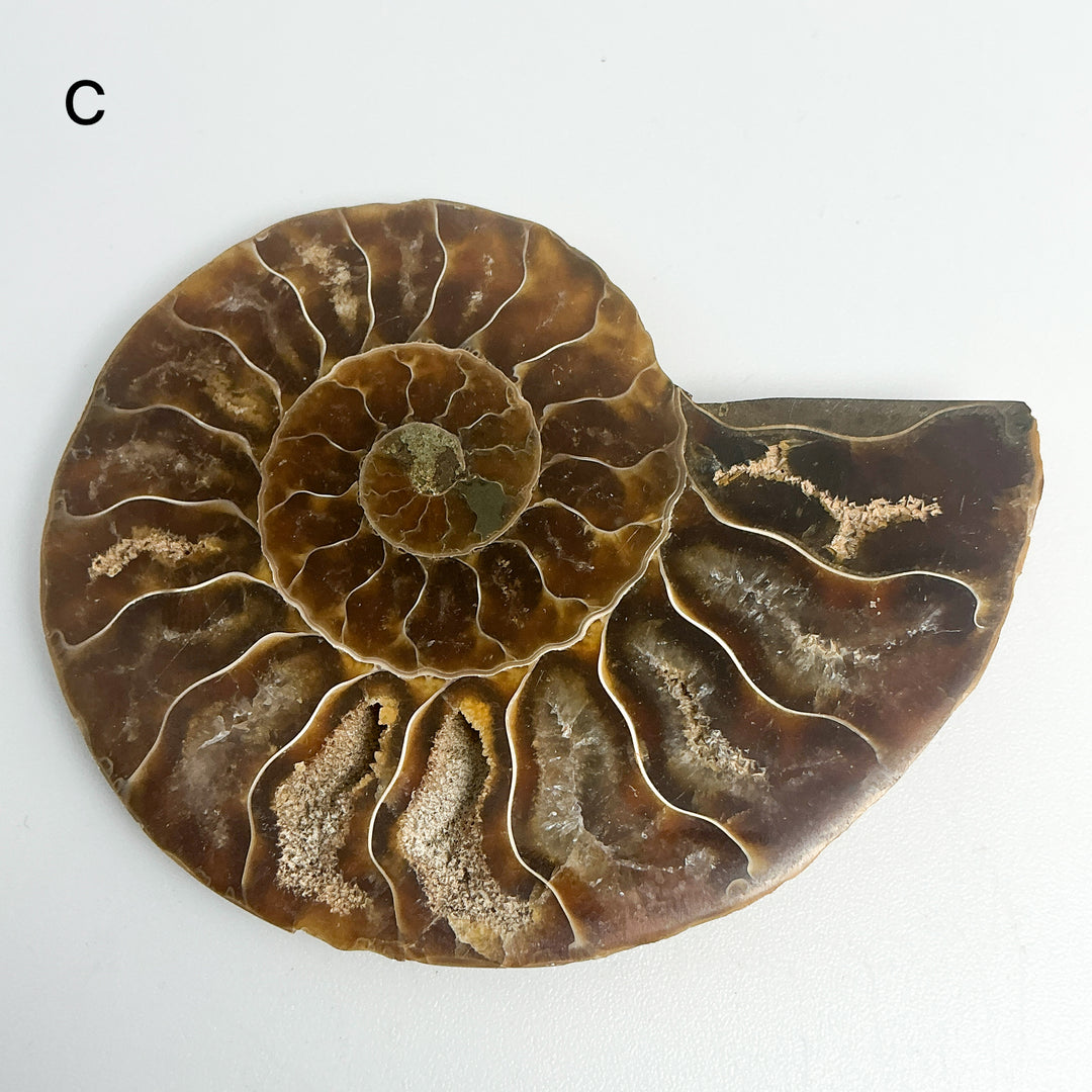 Chambered Ammonite
