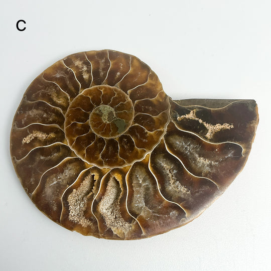 Chambered Ammonite