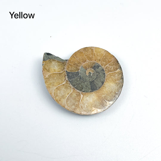 Chambered Ammonite - Rocks and Gems Canada
