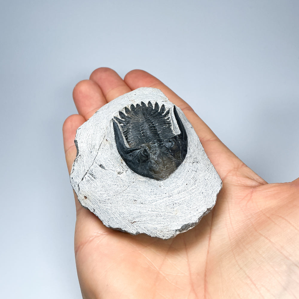 Trilobite Mrakibina Fossil - Rocks and Gems Canada