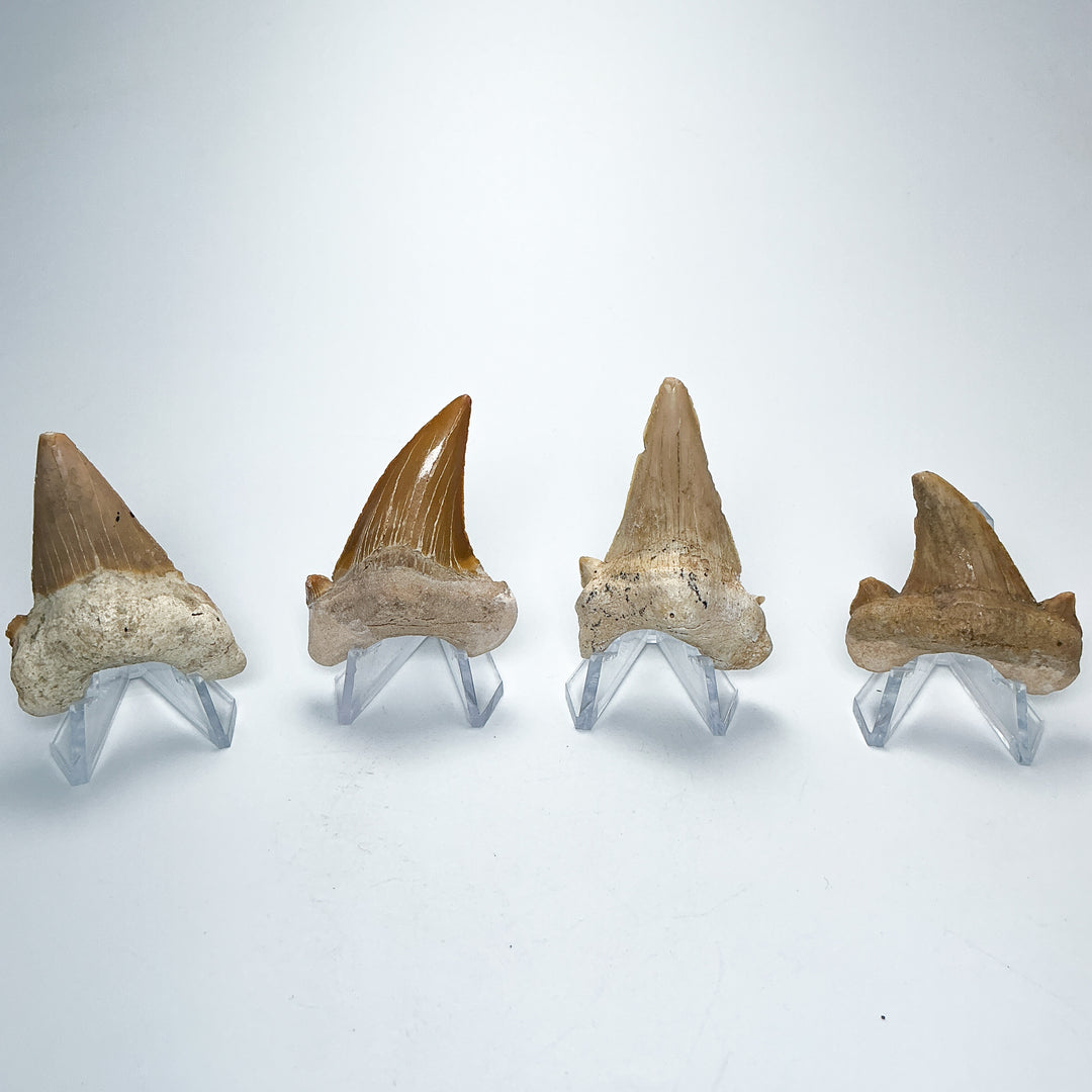 Fossilized Otodus/Lamna Shark Tooth Specimen