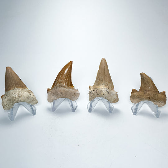 Fossilized Otodus/Lamna Shark Tooth Specimen