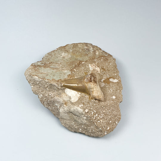 Fossilized Otodus/Lamna Shark Tooth Specimen in Matrix - Rocks and Gems Canada