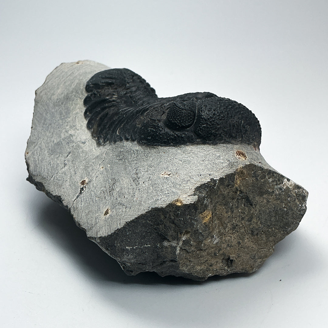 Trilobite Phacops Fossil