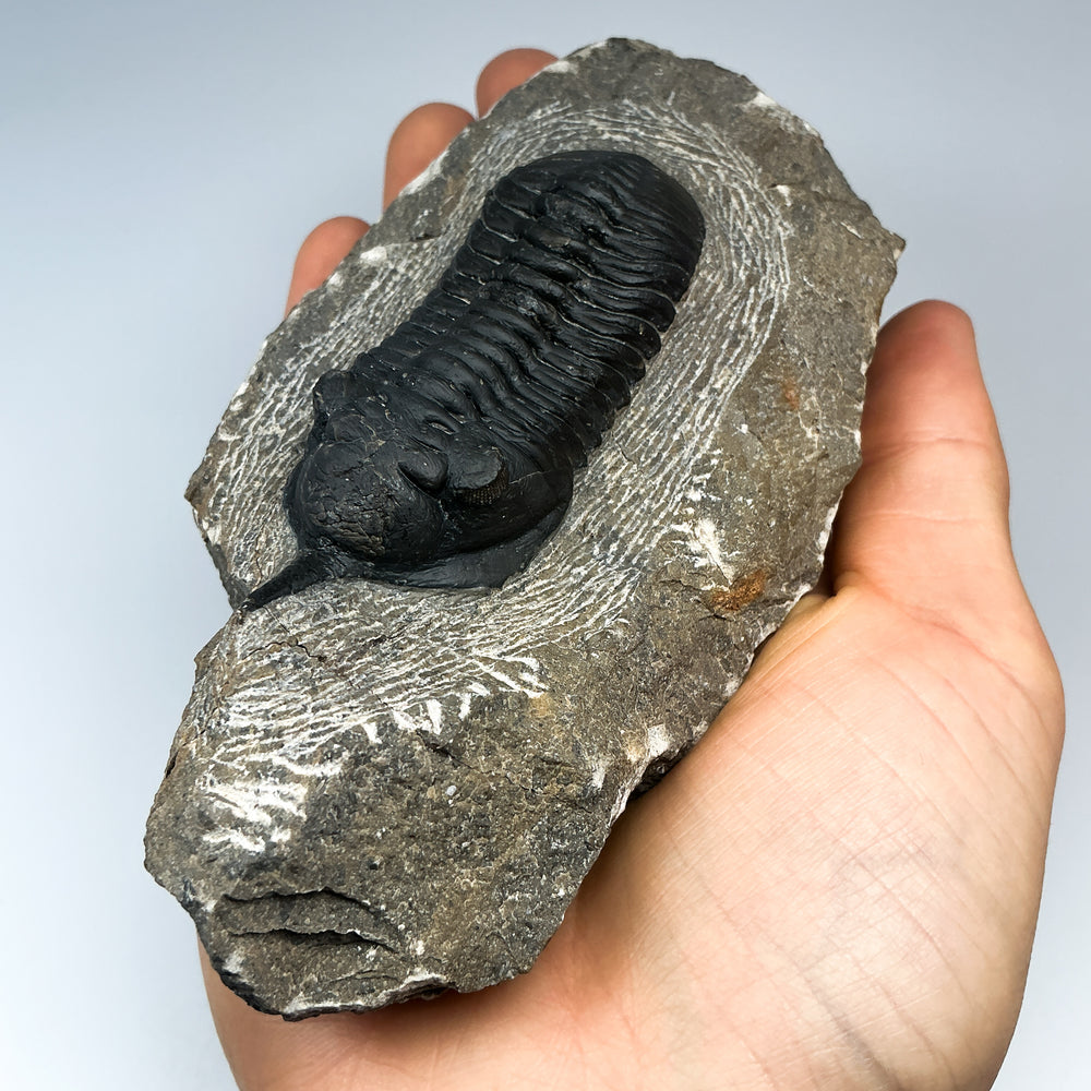 Trilobite Moroccanite Fossil