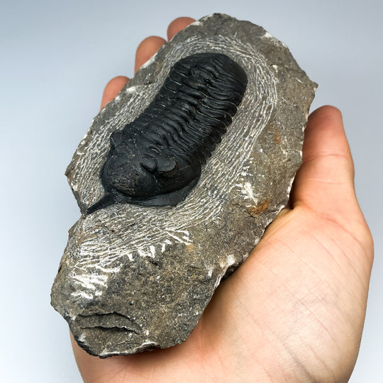 Trilobite Moroccanite Fossil