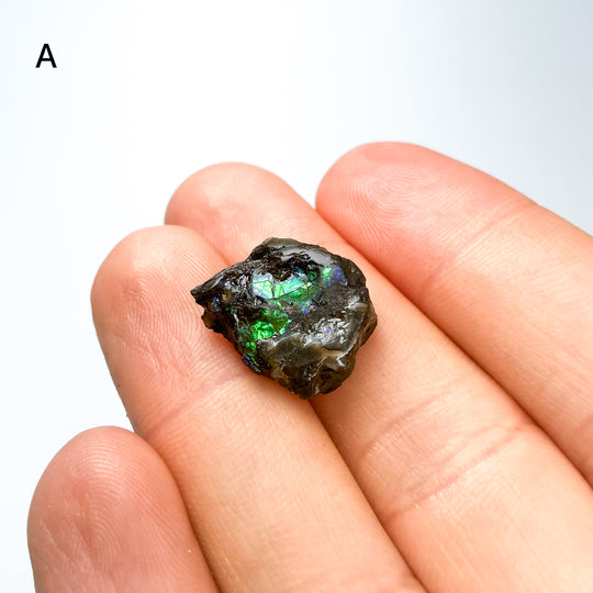 Ammolite Specimen